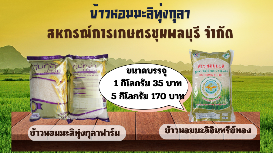 สินค้าข้าวสาร ของสหกรณ์การเกษตรชุมพลบุรี จำกัด จังหวัดสุรินทร์